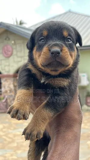 Purebred Rottweiler Puppy (1-3 Months)