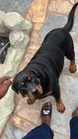 Purebred Rottweiler Puppy (1-3 Months) - 2