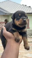 Purebred Rottweiler Puppy (1-3 Months) - 3