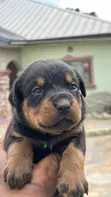 Purebred Rottweiler Puppy (1-3 Months) - 4