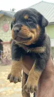 Purebred Rottweiler Puppy (1-3 Months) - 5