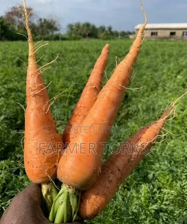 Fresh Carrots - 1