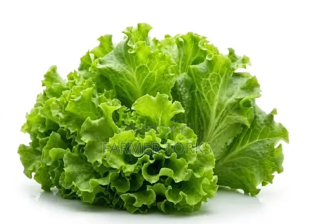 Fresh Lettuce - 1