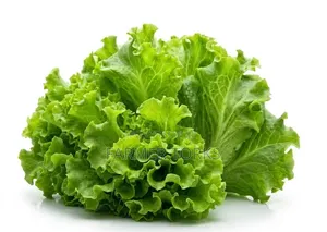 Fresh Lettuce