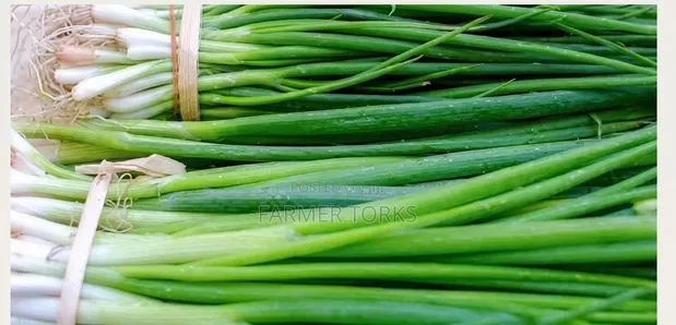 Spring Onion - 1