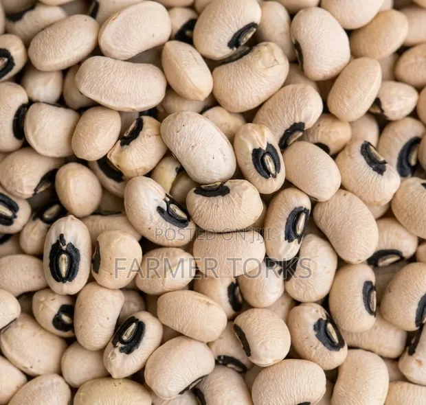 High Grade Beans (Olonka) - 1