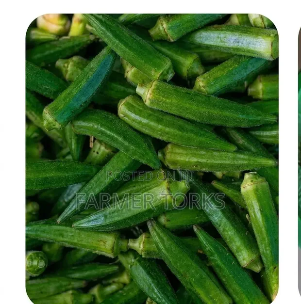 Fresh Okro - 1