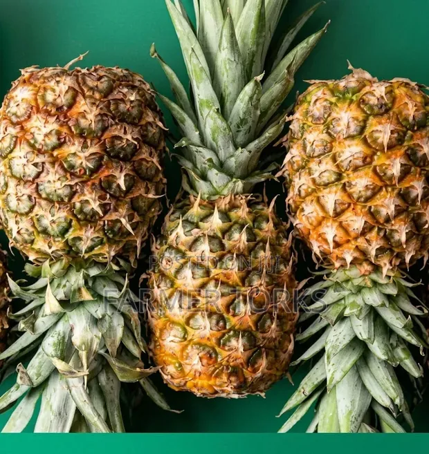 Pineapple - 1