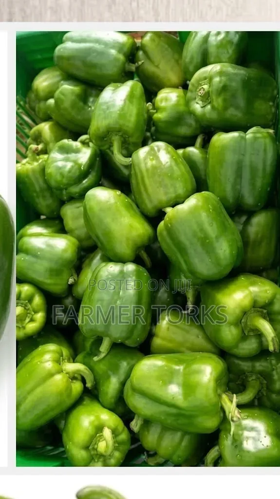 Green Pepper - 1