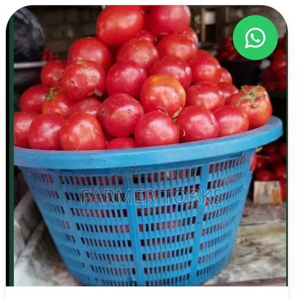 Basket of Tomatoes - 1