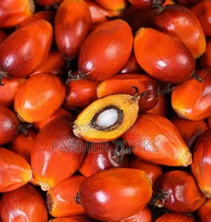 Palm Nut (Abe Olonka)
