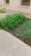 Home Garden Services - 1