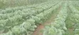 Home Garden Services - 2