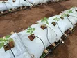 Home Garden Services - 3