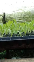 Home Garden Services - 4