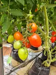 Home Garden Services - 5