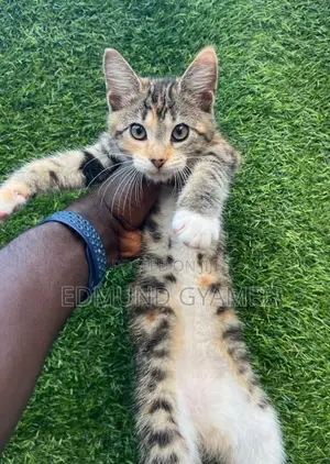 Female Mixed Breed Turkish Van Kitten