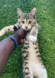 Female Mixed Breed Turkish Van Kitten - 1