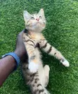 Female Mixed Breed Turkish Van Kitten - 2