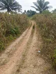 Fertile Farmland for Sale in Agona West Municipal - 1