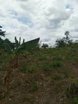 Fertile Farmland for Sale in Agona West Municipal - 3