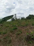 Fertile Farmland for Sale in Agona West Municipal - 4
