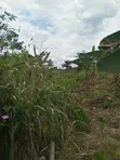 Fertile Farmland for Sale in Agona West Municipal - 5