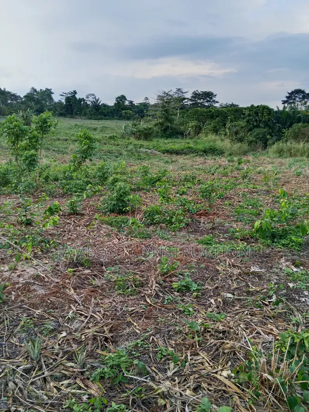 Farmland for Sale - Agona West Municipal - 1