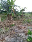 Farmland for Sale - Agona West Municipal - 2