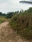 Farmland for Sale - Agona West Municipal - 3