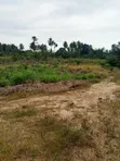 Farmland for Sale - Agona West Municipal - 5