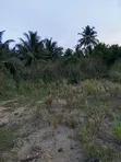 Farmland for Sale - Agona West Municipal - 1