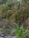 Farmland for Sale - Agona West Municipal - 2