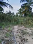 Farmland for Sale - Agona West Municipal - 4