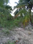 Farmland for Sale - Agona West Municipal - 5