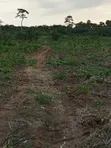 Farmland for Sale - Agona West Municipal - 1