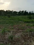 Farmland for Sale - Agona West Municipal - 2