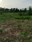 Farmland for Sale - Agona West Municipal - 3