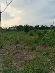 Farmland for Sale - Agona West Municipal - 4