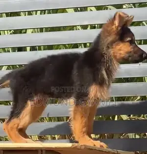 Purebred German Shepherd Puppy - 1-3 Months Old