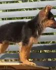 Purebred German Shepherd Puppy - 1-3 Months Old - 2