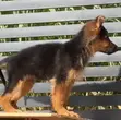 Purebred German Shepherd Puppy - 1-3 Months Old - 3