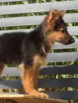 Purebred German Shepherd Puppy - 1-3 Months Old - 4