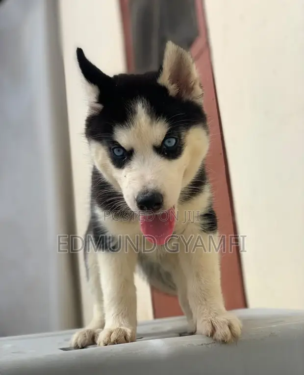 Female Siberian Husky Puppy (1-3 Months) - 1