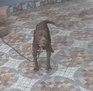 Purebred American Pit Bull Terrier - 9 Months Old Male