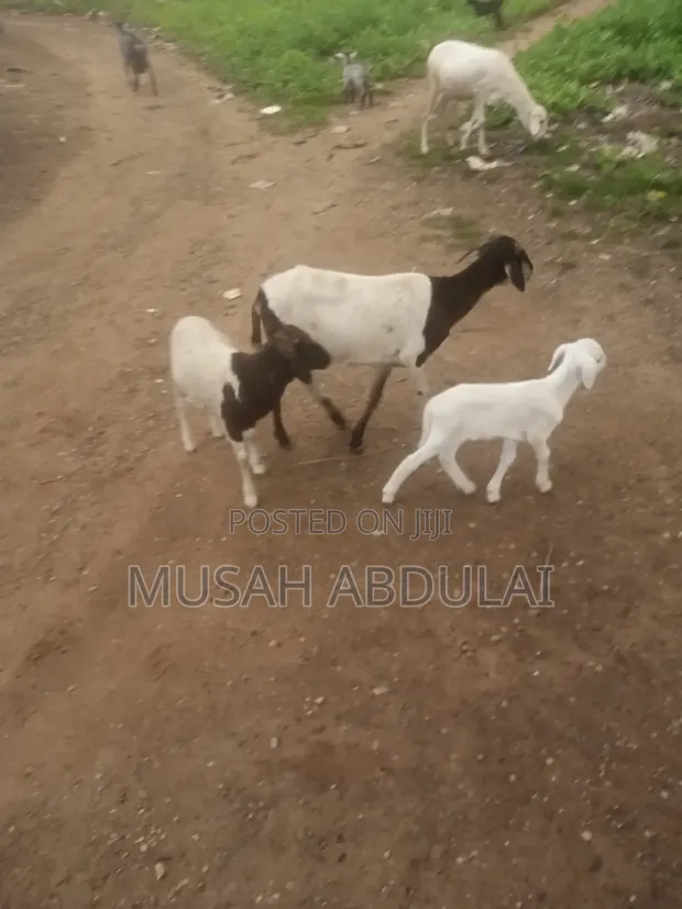 1000 Sheep for Sale in Karaga - 1