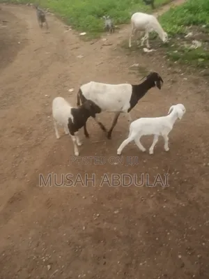 1000 Sheep for Sale in Karaga