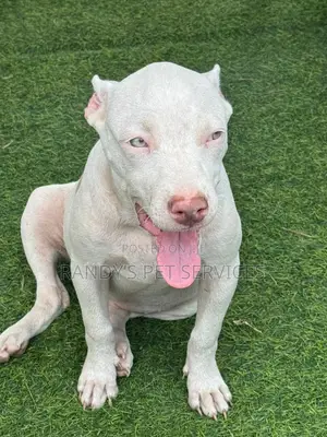 Female Purebred American Bully Puppy (1-3 Months)