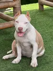 Female Purebred American Bully Puppy (1-3 Months) - 2