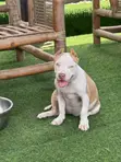 Female Purebred American Bully Puppy (1-3 Months) - 3